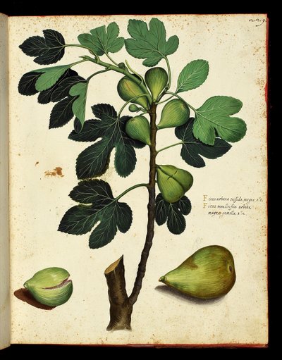 Higo y rama de higuera Tabla botánica extraída de un tratado de Historia Natural sobre frutas y verduras. Fondos Ulisse Aldrovandi, Bibl. Universitaire, ed. 1603. de Unknown artist