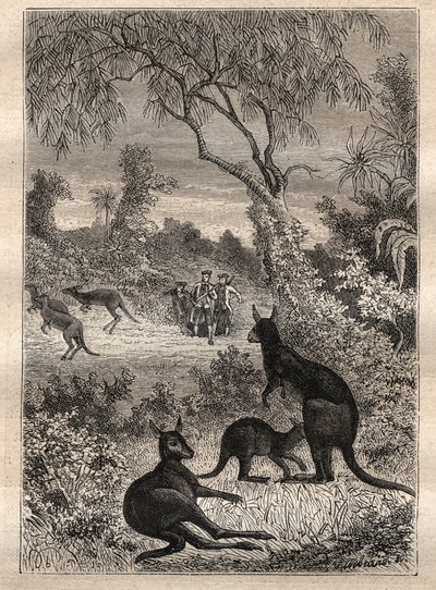 Primer viaje (1768-1771) del Capitán James Cook (1728-1779): los marineros descubren los canguros (Australia) - ilustración tomada de "Los Grandes Navegantes del siglo XVIII" de Unknown artist