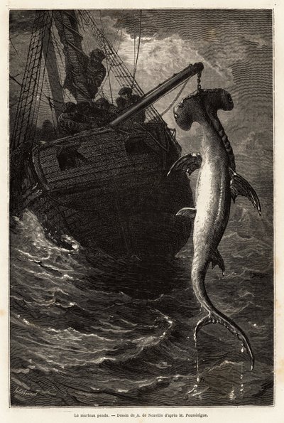 Pesca de un tiburón martillo de 7 metros de largo en las aguas cercanas a la Isla Anastasia. Grabado para ilustrar la historia de cuatro meses en Florida, por Achille Pousselgue en 1851-1852, publicado en "Le tour du monde" 1870-1871, editado por Edouard C de Unknown artist