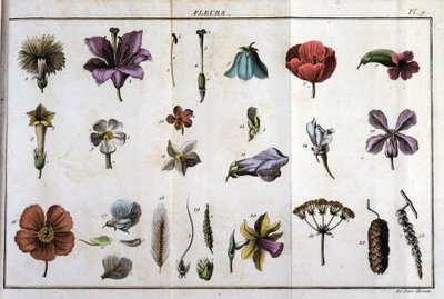 Flores: en “Flora Françoise, o una breve descripción de todas las plantas que crecen naturalmente en Francia, arregladas según un nuevo método de análisis al que adjuntamos la cita de sus virtudes menos equívocas en medicina y su utilidad en la... de Unknown artist