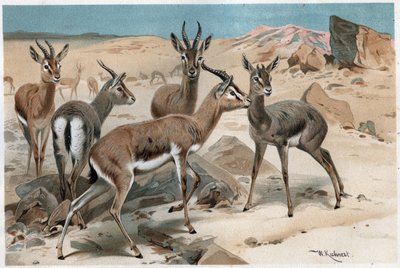 Gacela - grabado de “La vida de los animales” de Alfred Edmund Brehm (1829-1884) de Unknown artist