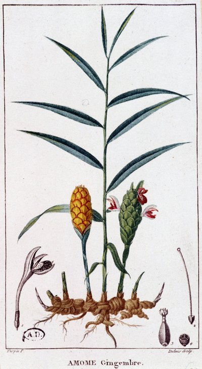 Jengibre (Amome) - lámina botánica de Unknown artist