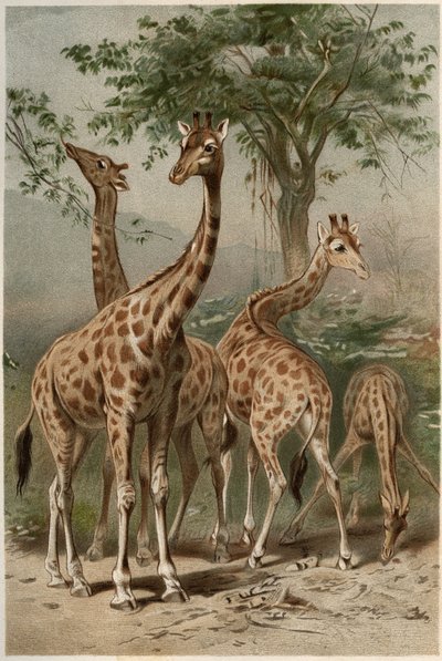 Jirafa - La jirafa (Giraffa camelopardalis) - grabado de 