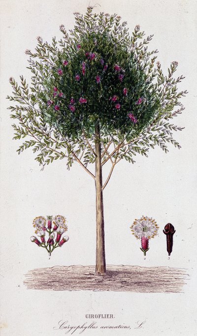 Clavo (Caryophyllus aromaticus) de Unknown artist
