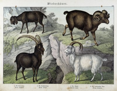 Cabra - en "Natural History of Mammals", ed. Schreiber de Unknown artist