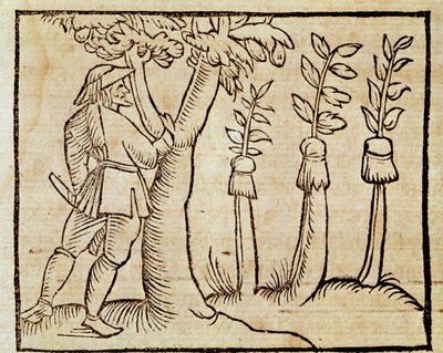 Injertando los árboles, ilustración de De Agricoltura Vulgare, por Pier Crescenzio, edición publicada en Venecia de Unknown artist