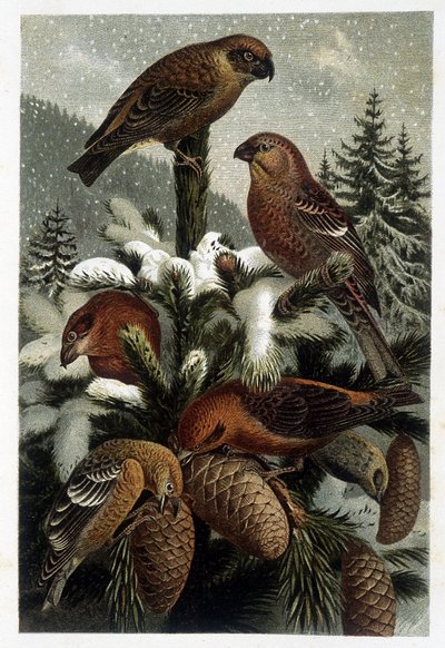 Guiffolotto delle pinete e crocieri (Bouvreuils) - en "La vida de los animales" por A. E. Brehm, Turín de Unknown artist