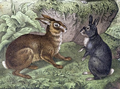 Liebre y Conejo - en “Historia Natural de los Mamíferos”, ed. Schreiber de Unknown artist