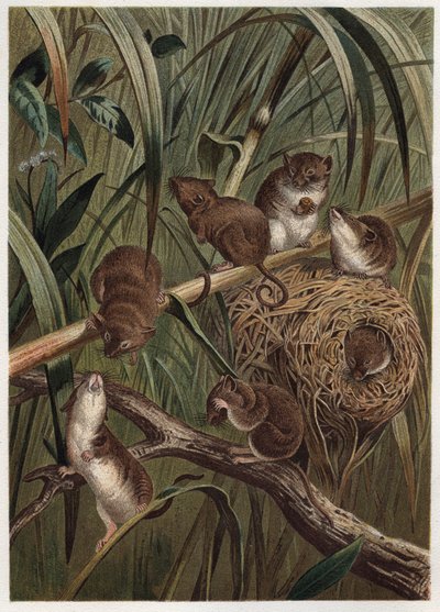 Ratón de campo (o ratón enano) - Ratón de campo euroasiático (Micromys minutus) - grabado de 