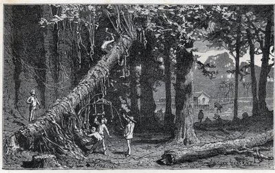 Cosecha de corteza de quina - Quinquina (Cinchona officinalis) de Unknown artist