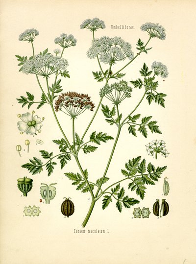 Hemlock (litografía en color) de Unknown artist