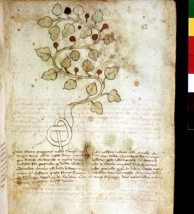 Hierba “Idriam Maggiore” o hierba “en forma de nudo simple”. Lámina botánica, Biblioteca comunale di Rimini de Unknown artist