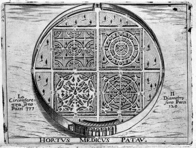 Hortus Medicus Patav: Jardín Médico de Padua. de Unknown artist