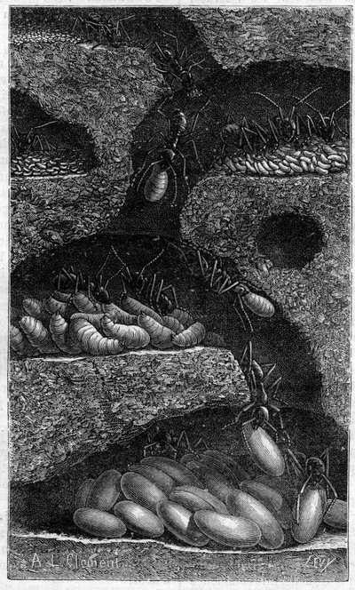 Huevos y larvas en una hormiga. Grabado en "El Diario de la Juventud" de 1888. de Unknown artist