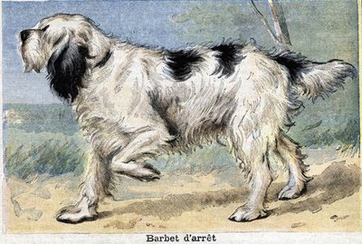 Perro de caza: Stop Barbet de Unknown artist