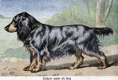 Perro de caza: Cocker negro y fuego de Unknown artist
