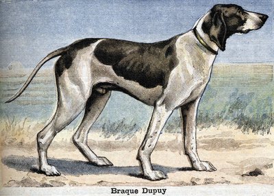 Perro de caza: Braque Dupuy de Unknown artist