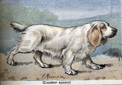 Perro de caza: Clumber spaniel de Unknown artist