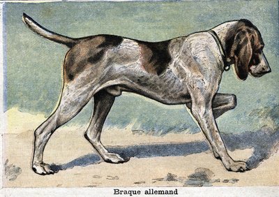 Perro de caza: Braco Alemán de Unknown artist