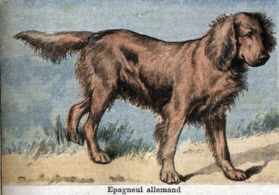Perro de caza: Spaniel alemán de Unknown artist