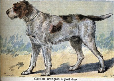 Perro de caza: Griffon francés de pelo duro de Unknown artist