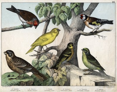 Ilustración para "Historia natural de las aves", ed. Hoepli, Milán de Unknown Artist
