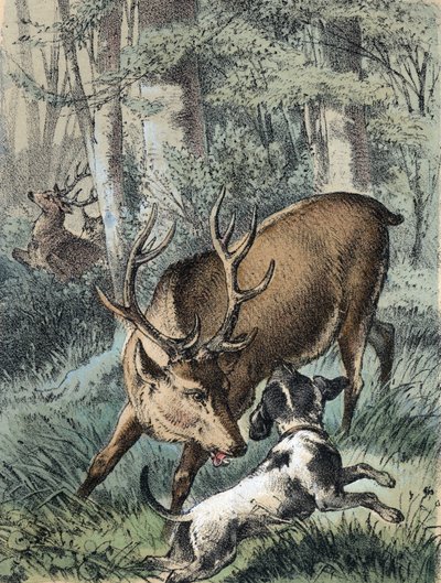 Ilustración de los cuentos de Franz Hoffmann 