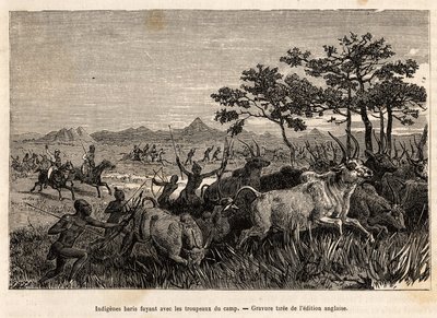 Los indígenas baris (población de Sudán) armados con arcos y flechas, huyen con los rebaños confiscados por Sir Baker, para evitar que ataquen a otras tribus de la región, con el fin de saquearlas y esclavizarlas, un grabado que ilustra una expedición arm de Unknown artist