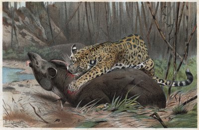 Jaguar (Panthera onca) - grabado de 
