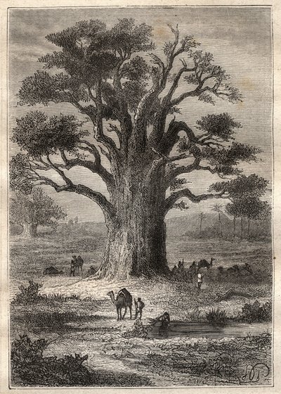 Viaje (1798) de Frederic Conrad (Konrad) Hornemann (1772-1801) a Fezzan (Libia): un baobab - ilustración tomada de “Los Grandes Navegantes del siglo XVIII” de Unknown artist