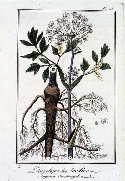 La angélica de los jardines (Angelica Archangelica) - en "Ejercicios de botánica para el uso de los comerciantes", escrito por J.C. Philibert, Imprimerie de Crapelet, París de Unknown artist