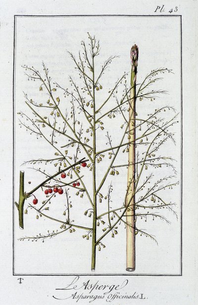 El Espárrago (Asparagus Officinalis) - en “Ejercicios de botánica para el uso de los comerciantes”, redactado por J.C. Philibert, Imprenta de Crapelet, París de Unknown artist