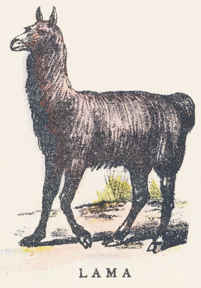 L: lama de Unknown artist