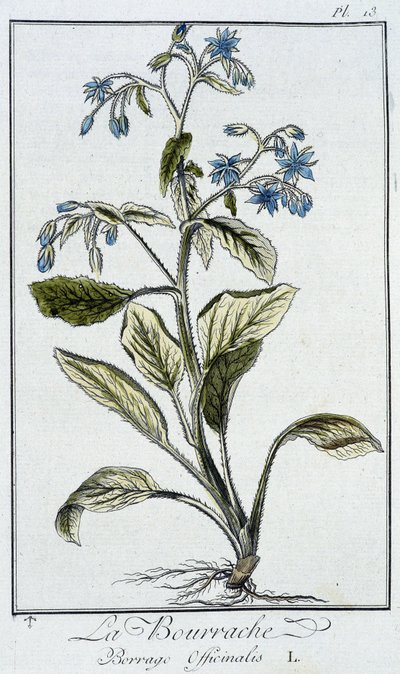 La borraja (Borrage Officinalis) - en “Ejercicios de botánica para el uso de los comerciantes”, escrito por J.C. Philibert, Imprimerie de Crapelet, París de Unknown artist