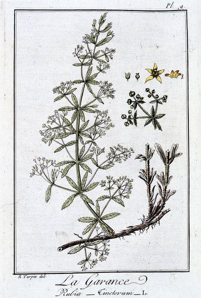 La Rubia (Rubia Tinctorum) - en “Ejercicios de botánica para uso de los comerciantes”, escrito por J.C. Philibert, Imprenta de Crapelet, París de Unknown artist