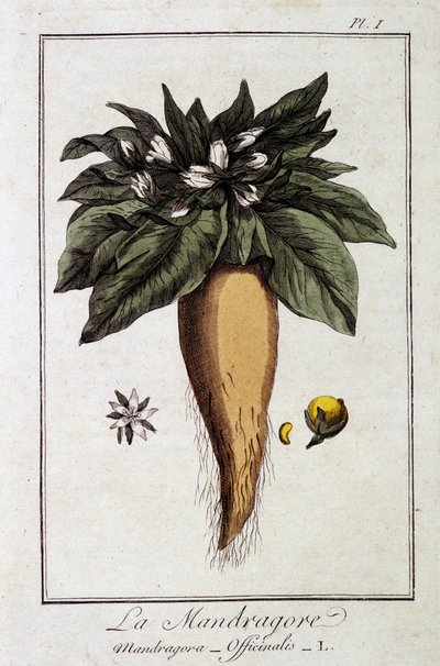 La mandrágora (Mandragora Officinalis) - en “Ejercicios de botánica para el uso de los comerciantes”, redactado por J.C. Philibert, Imprimerie de Crapelet, París de Unknown artist