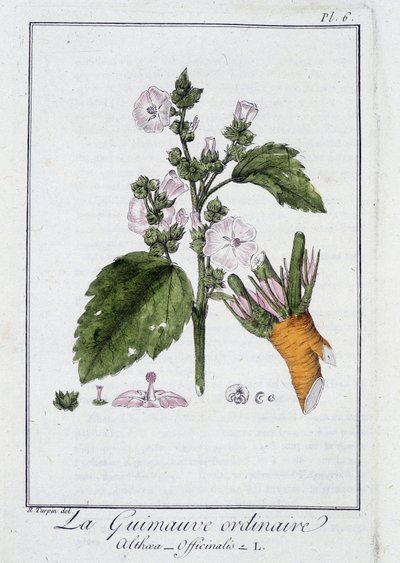 La malva común (Althaea Officinalis) - en "Ejercicios de botánica para el uso de los comerciantes", redactado por J.C. Philibert, Imprimerie de Crapelet, París de Unknown artist