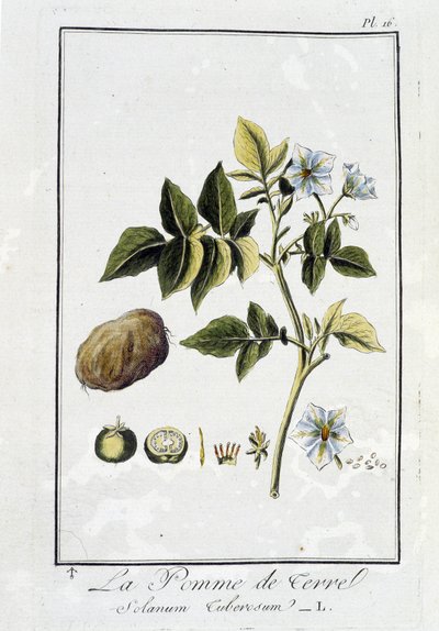 La Patata (Solanum Tuberosum) - en “Ejercicios de botánica para uso de los comerciantes”, escrito por J.C. Philibert, Imprenta de Crapelet, París de Unknown artist