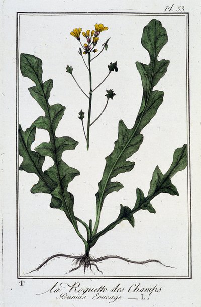 La roqueta de los campos (Bunias Erucago) - en "Ejercicios de botánica para el uso de los comerciantes", escrito por J.C. Philibert, Imprimerie de Crapelet, París de Unknown artist