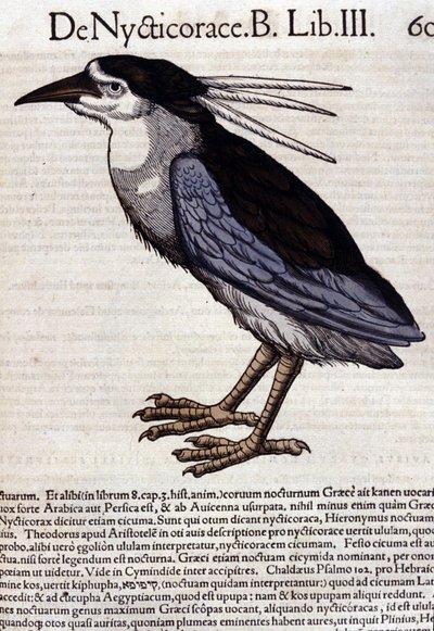 La bihoreau en Historia Animalium de Conrad Gesner (1516 - 1565), Tiguri de Unknown artist