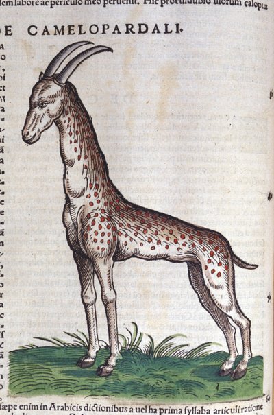 La jirafa. en Historia Animalium de Conrad Gesner (1516 - 1565), Tiguri de Unknown artist