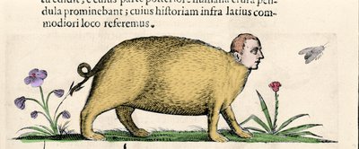 La manticora - en "De monstrorum natura causis libri duo" de Fortunio Liceti de Unknown artist