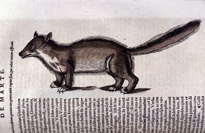 La martre (o marte) en Historia Animalium de Conrad Gesner (1516 - 1565), Tiguri de Unknown artist