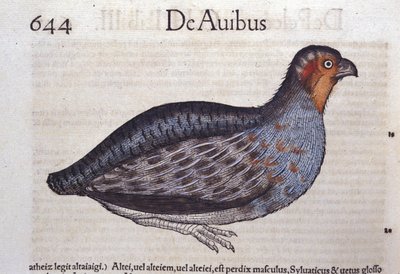 La perdiz en Historia Animalium por Conrad Gesner (1516 - 1565), Tiguri de Unknown artist