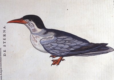 La golondrina de mar en Historia Animalium de Conrad Gesner (1516 - 1565), Tiguri de Unknown artist