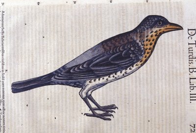 El zorzal en Historia Animalium por Conrad Gesner (1516 - 1565), Tiguri de Unknown artist