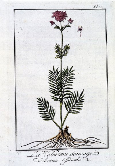 La valeriana salvaje - en "Ejercicio de botánica para el uso de los comerciantes" por J.C. Philibert, imp. de Crapelet, París de Unknown artist