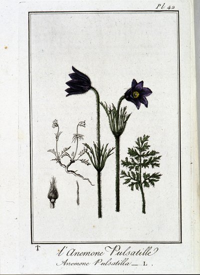 La anémona pulsatilla - en “Ejercicios de botánica para el uso de los comerciantes”, escrito por J.C. Philibert, Imprenta de Crapelet, París de Unknown artist