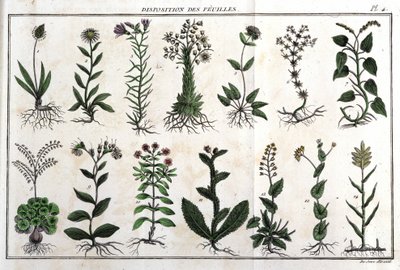 Disposición de las hojas: en “Flora Françoise, o una breve descripción de todas las plantas que crecen naturalmente en Francia, dispuestas según un nuevo método de análisis con la cita de sus virtudes menos equívocas en medicina y su utilidad en de Unknown artist