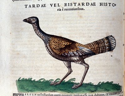 La avutarda en Historia Animalium por Conrad Gesner (1516 - 1565), Tiguri de Unknown artist